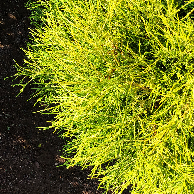 Chamaecyparis pis 'Golden Mop' - Bowood Farms