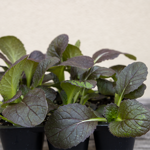 Chinese Cabbage 'Miss Hong F1' 6 Pack