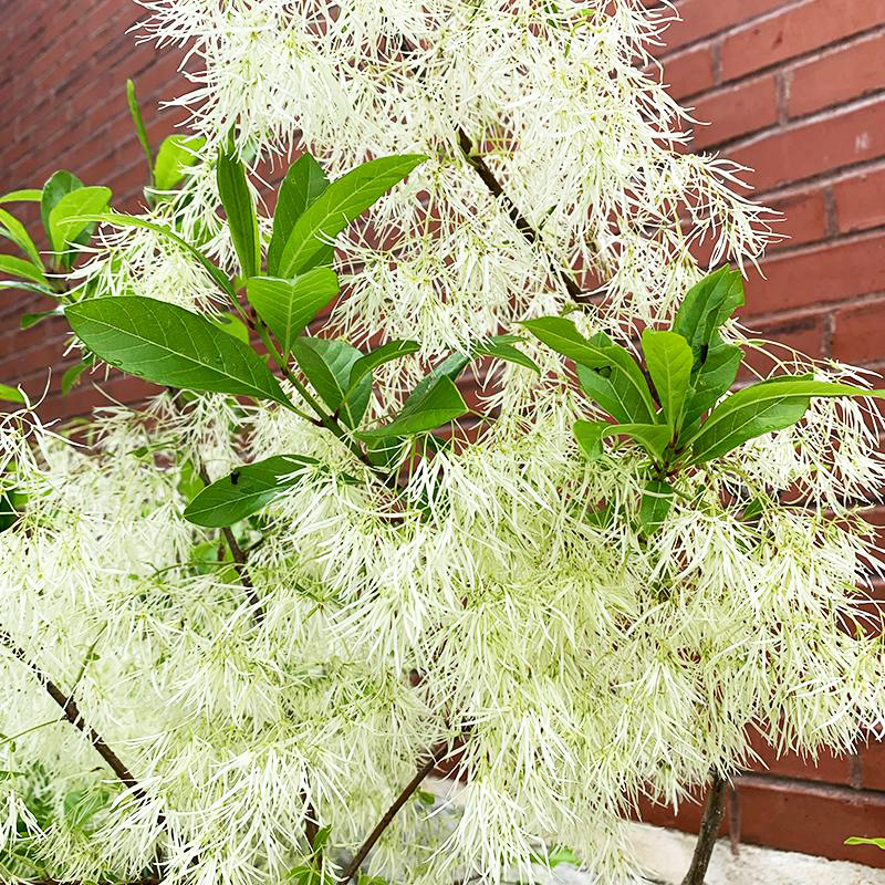Chionanthus virginicus