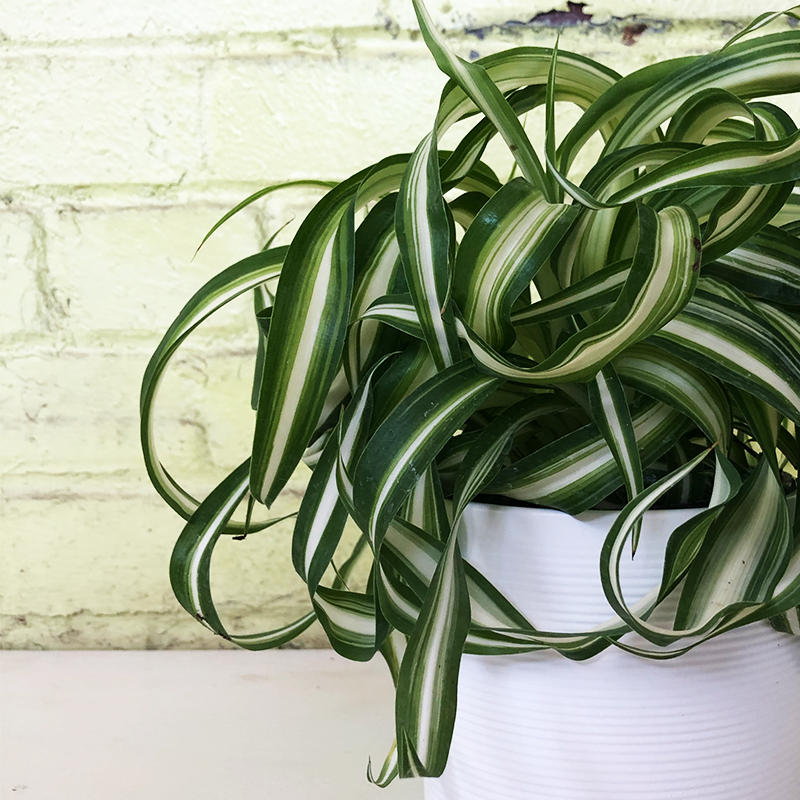 Chlorophytum 'Bonnie' 4