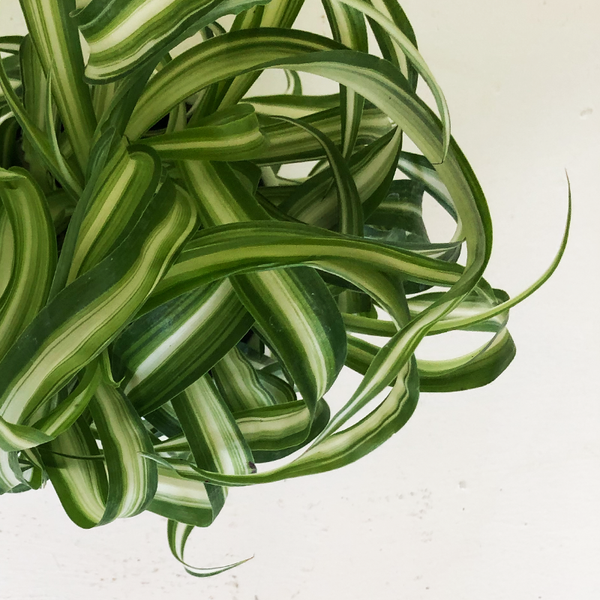 chlorophytum curly Chlorophytum 'Bonnie' 4"