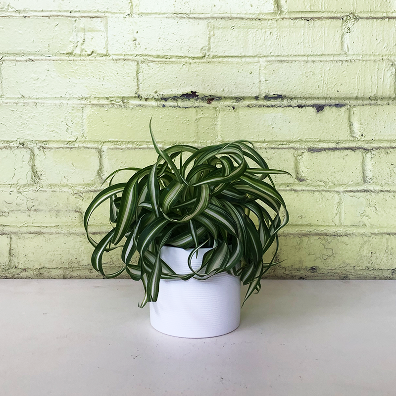 spider bonnie plant Chlorophytum 'Bonnie' 4"