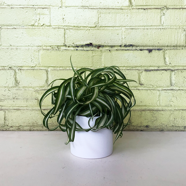 chlorophytum curly spider plant Chlorophytum 'Bonnie' 4"
