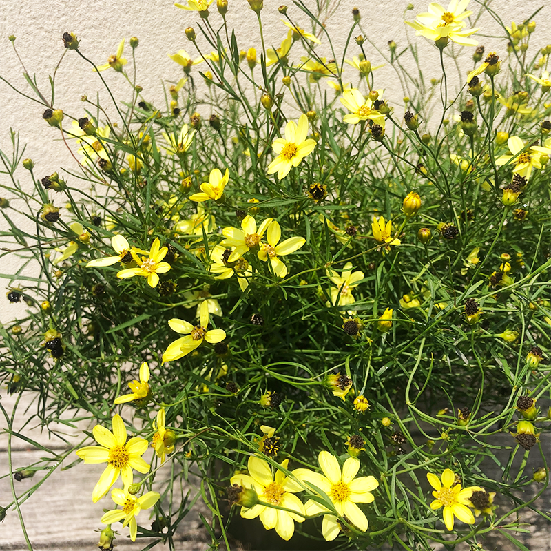 Coreopsis 'Moonbeam' G01
