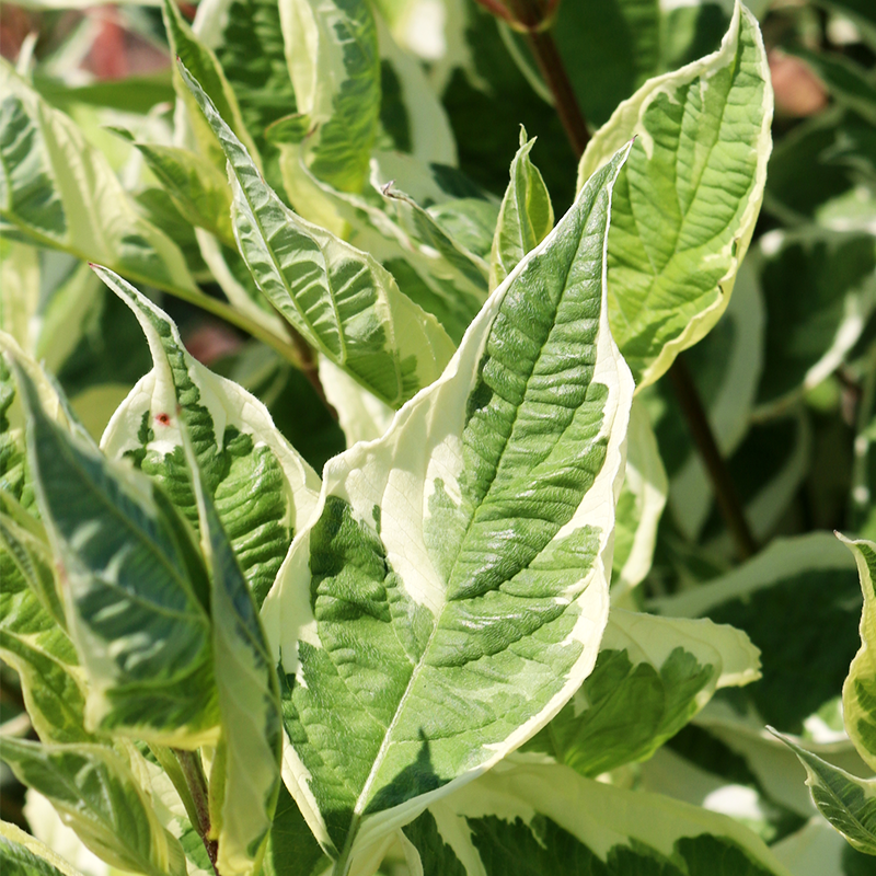 Cornus alba 'Ivory Halo'