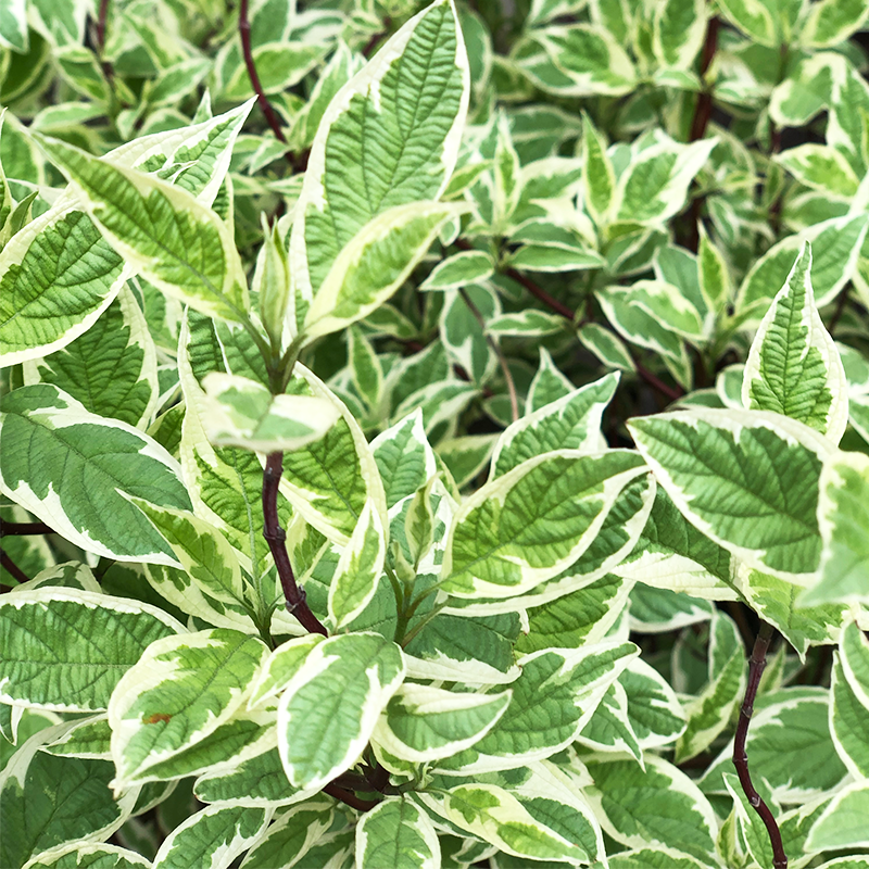 Cornus alba 'Ivory Halo'
