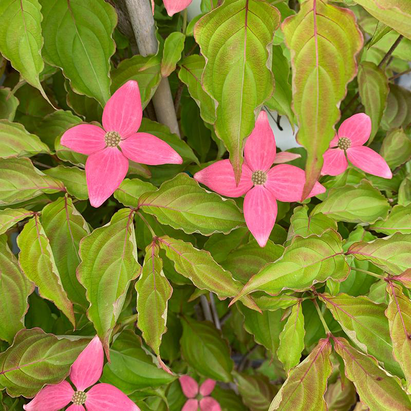 Cornus kousa 'Scarlet Fire'