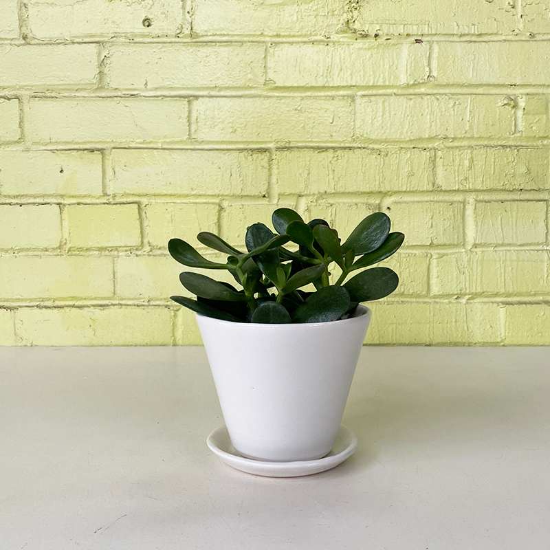 Crassula ovata