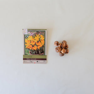 Crocus 'Yellow Mammoth' Bulb Pk/12