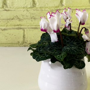 Cyclamen Bicolor White 2.5"
