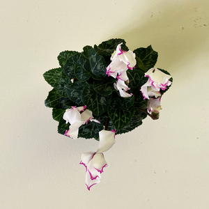 Cyclamen Bicolor White 2.5"