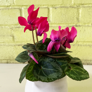 Cyclamen Hot Pink 2.5"