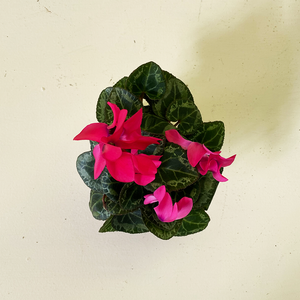 Cyclamen Hot Pink 2.5"