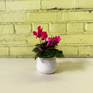 Cyclamen Hot Pink 2.5"