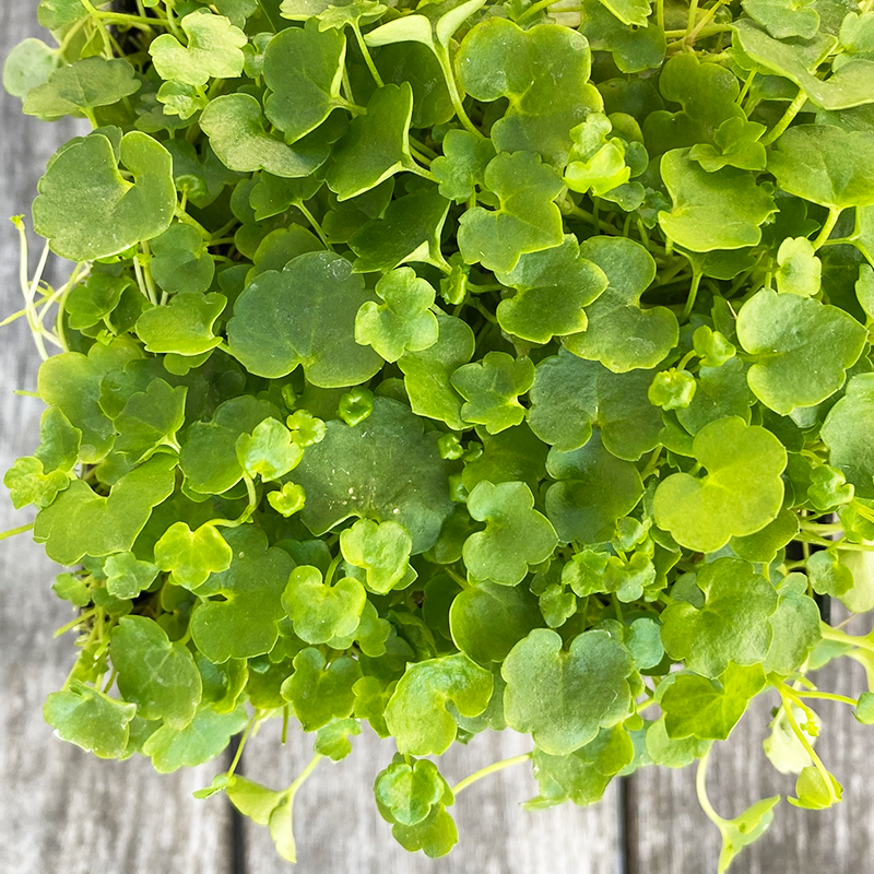 Cymbalaria muralis Q01