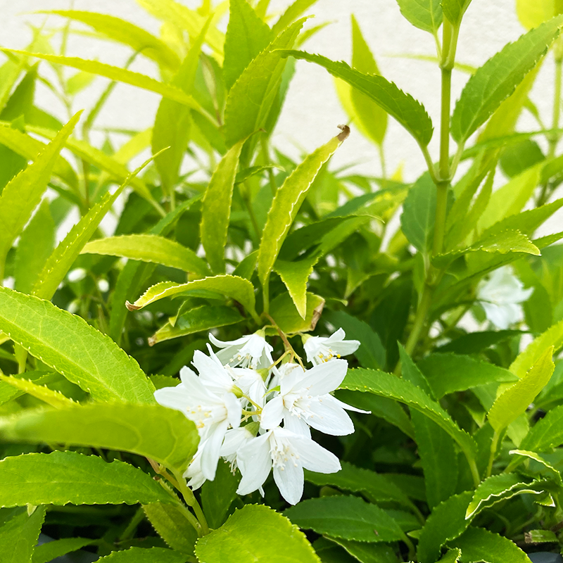 Deutzia gra 'Chardonnay Pearls'