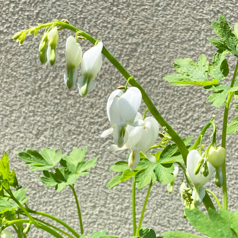 Dicentra spec 'Alba' G01