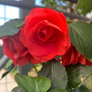 Double Impatiens 'Salmon' 4"