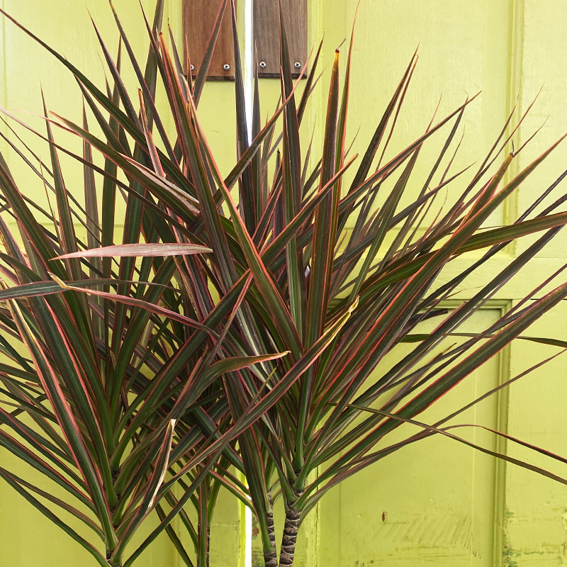 Dracaena marginata 'Colorama' 10"