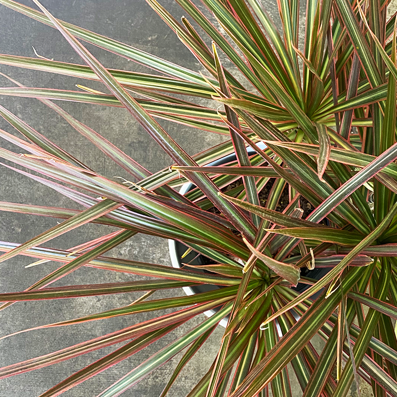 Dracaena marginata 'Colorama' 10"