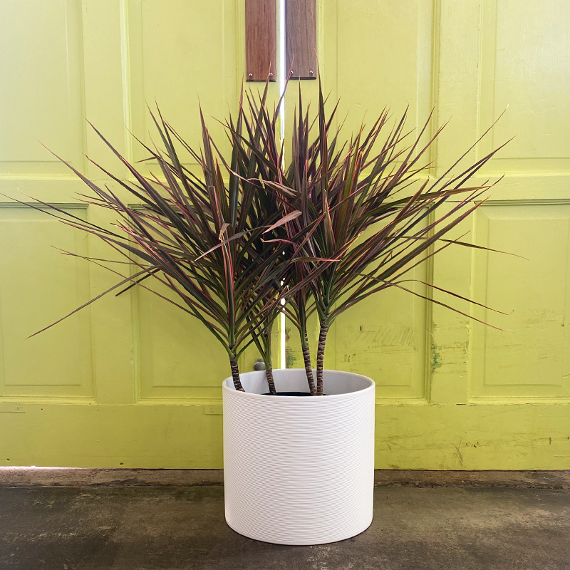 Dracaena marginata 'Colorama' 10"