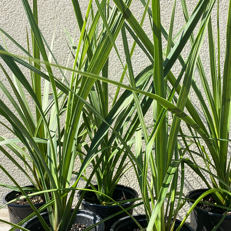 Dracaena ind 'Spike' 4"