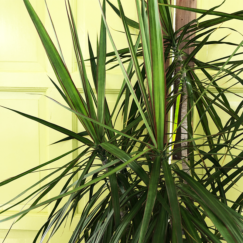 Dracaena marginata Staggered