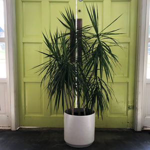 Dracaena marginata Staggered