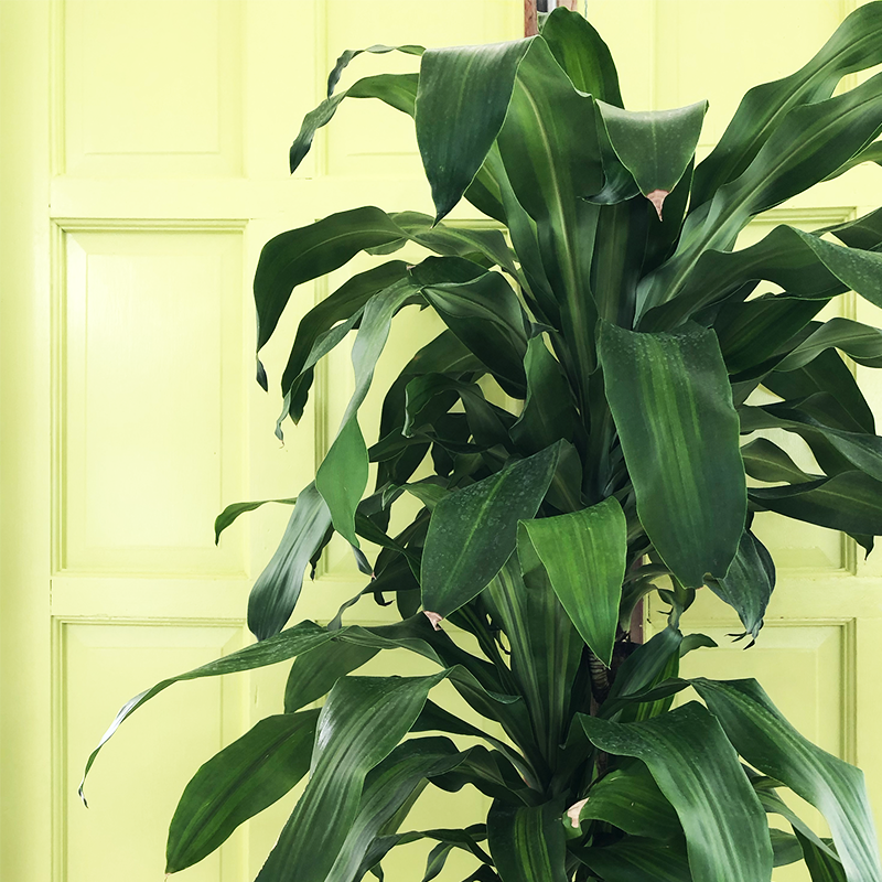 Dracaena 'Massangeana' 4-3-2 10"
