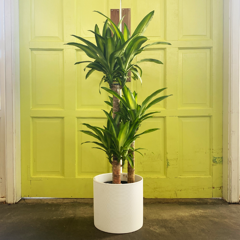 Dracaena 'Massangeana' 3-2-1 10"