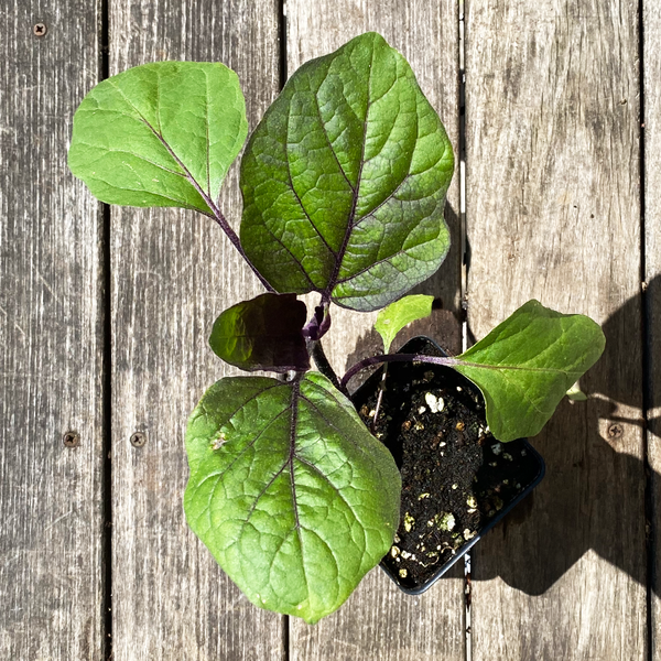 Eggplant 'Orient Express F1' 3.5" Bowood Farms