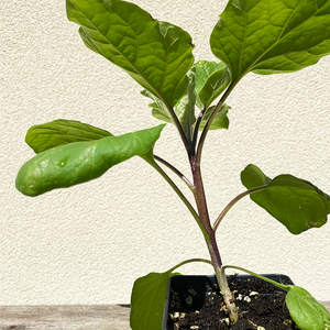 Eggplant 'Rosa Bianca' 3.5"