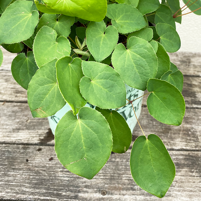 Epimedium vers 'Sulphureum' #1