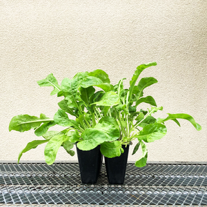 Arugula  'Apollo' 6 Pack