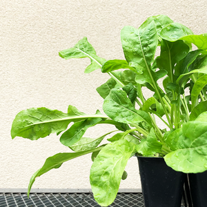 Arugula  'Apollo' 6 Pack