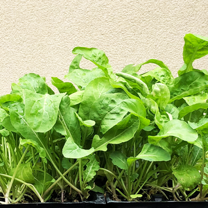 Arugula  'Apollo' 6 Pack