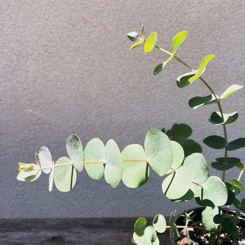 Eucalyptus 'Baby Blue' 4"