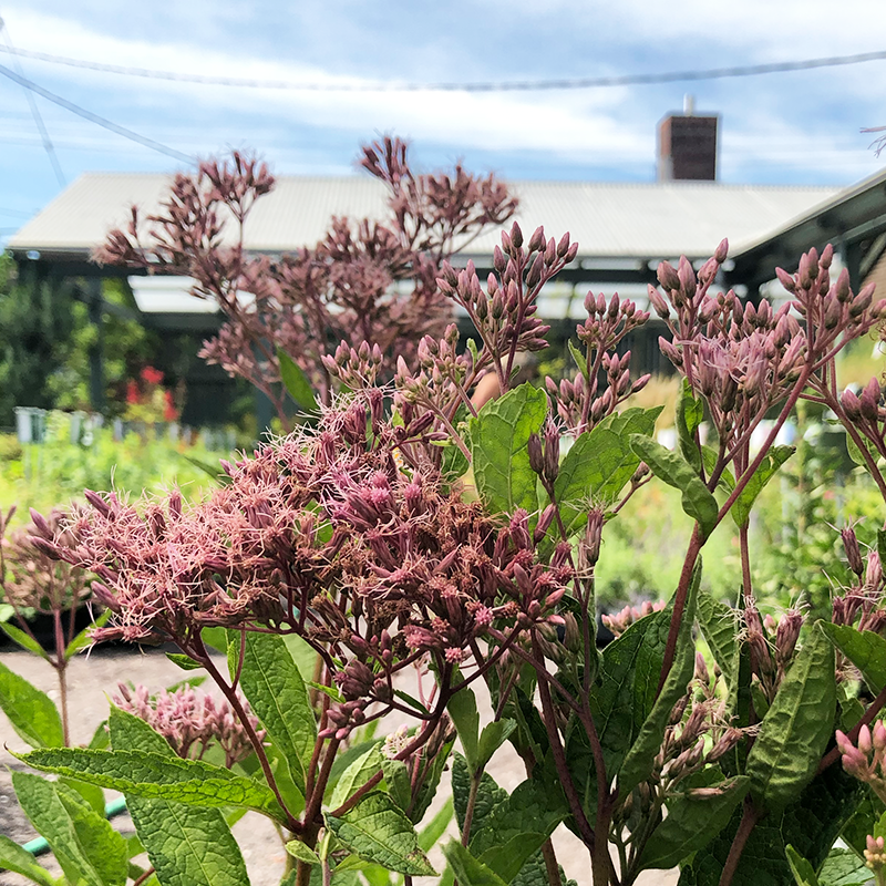 Eupatorium dub 'Baby Joe' G01