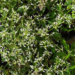 Euphorbia 'Diamond Frost' 4"