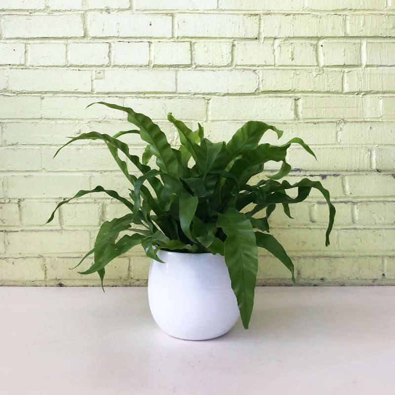 Bird's Nest Fern 'Victoria'