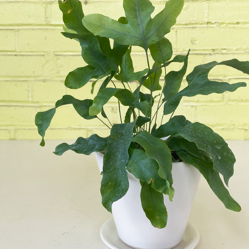 blue star fern home depot Blue Star Fern