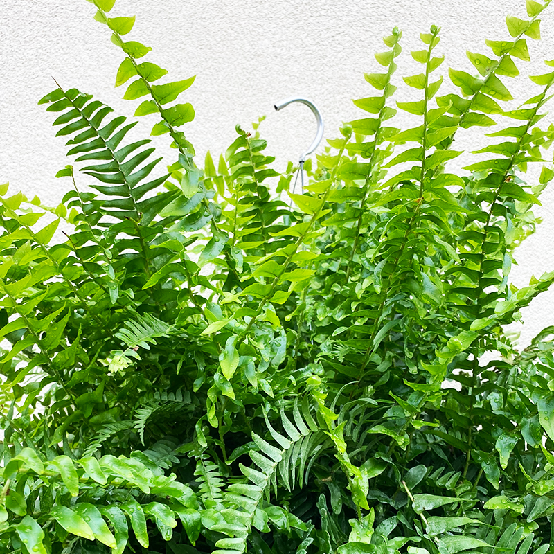 Boston Fern 10