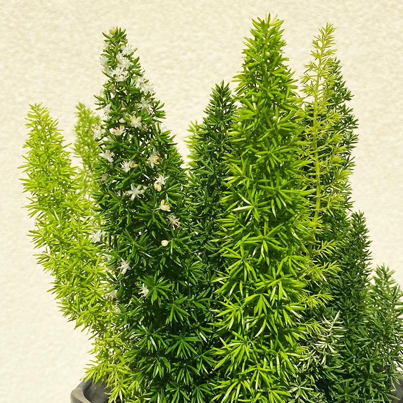 Foxtail Fern 6"