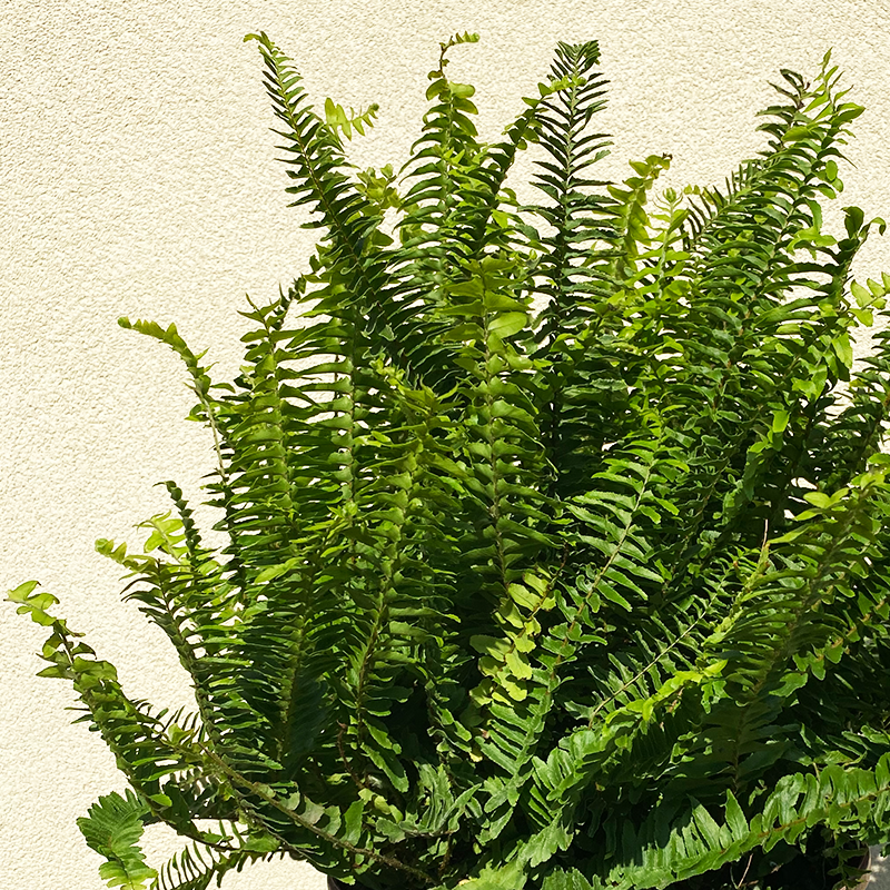 Kimberly Queen Fern 10"