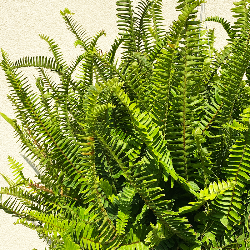 Kimberly Queen Fern 12" Hanging Basket