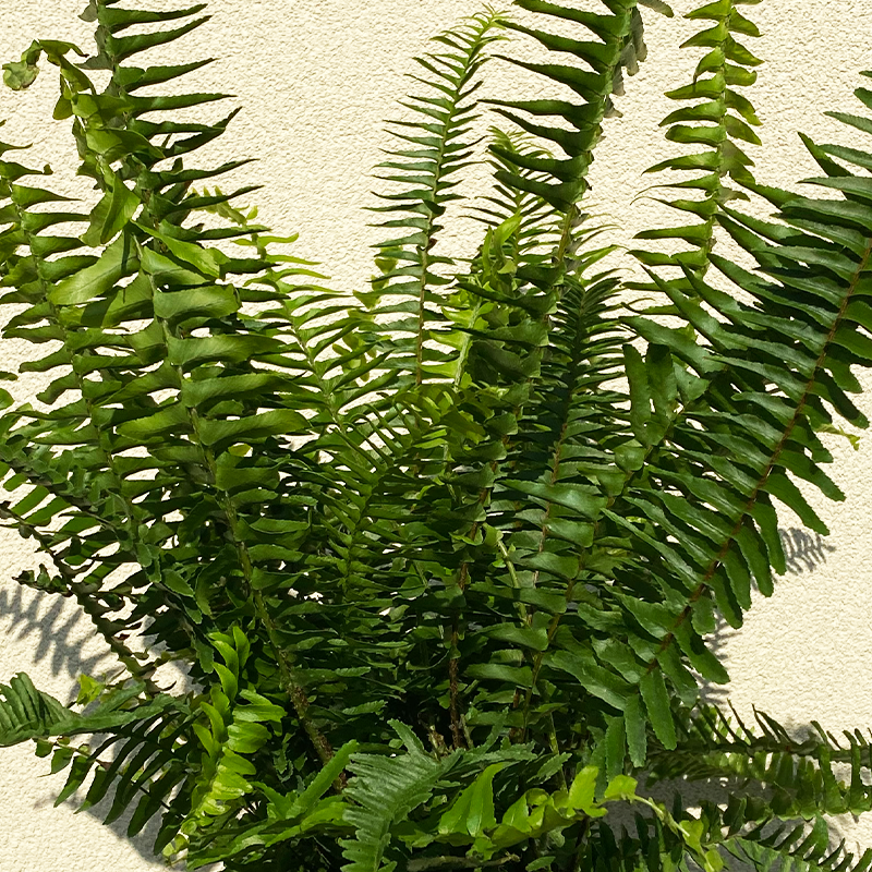 Kimberly Queen Fern 6"