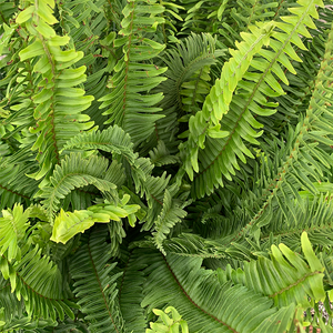 Kimberly Queen Fern 6"