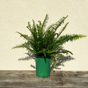 Kimberly Queen Fern 6"