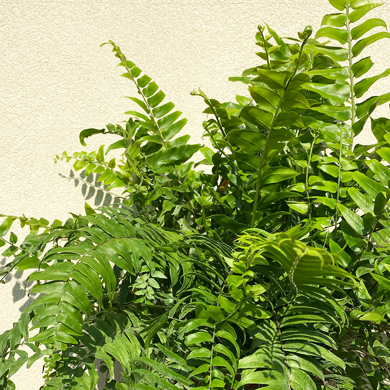 Macho Fern 10"