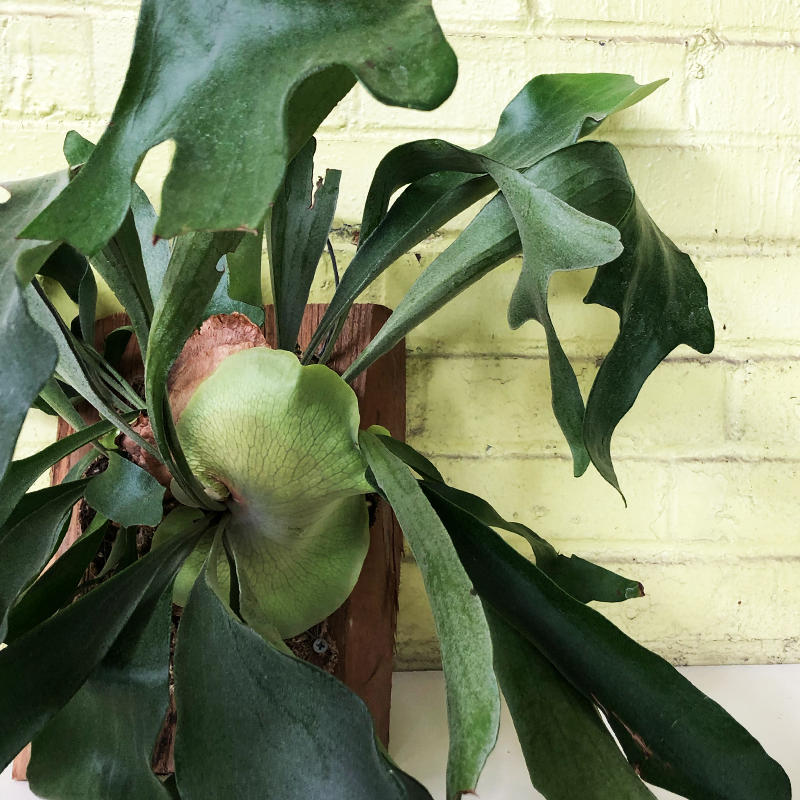 Staghorn Fern Plaque